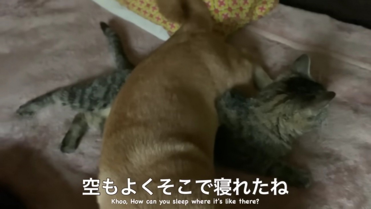 寝るときも一緒…♡