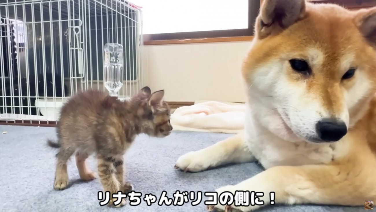 リナちゃんから来てくれた