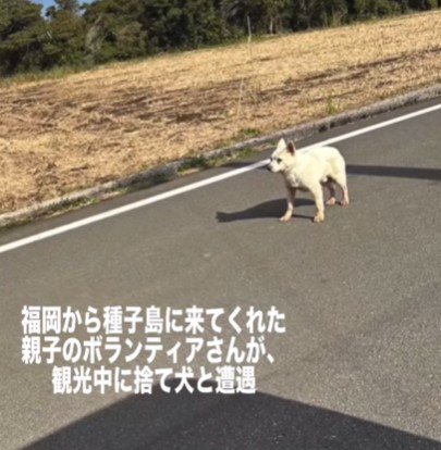 島にいた放浪犬