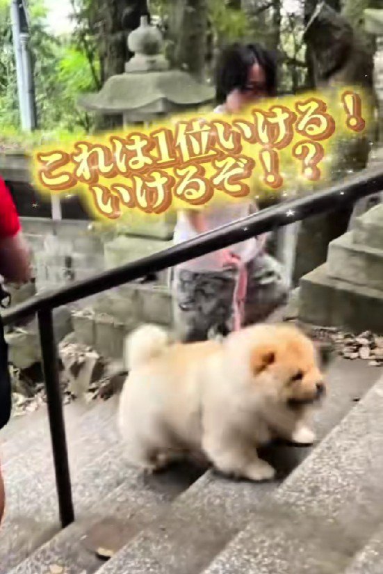 やる気満々のこまめちゃん