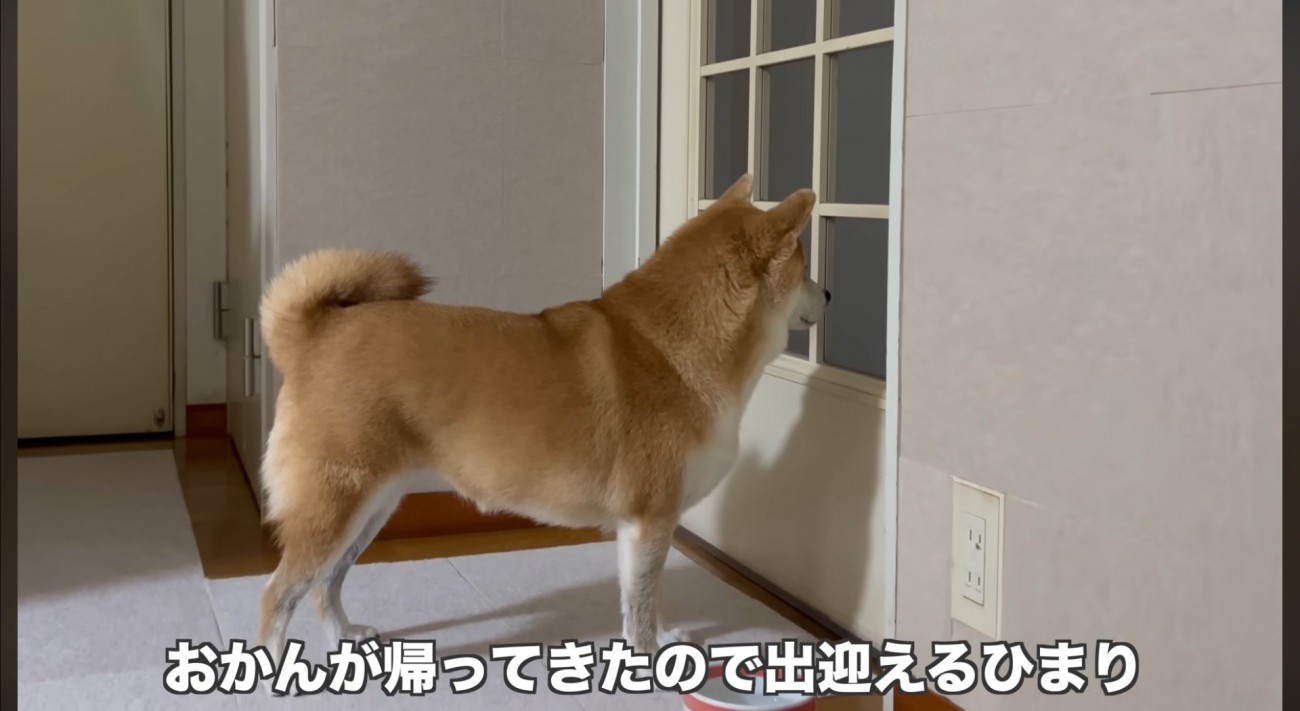 ドアの前でしっぽを振る犬