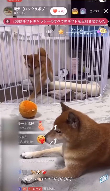 ロックくん＆ボブくんのハプニング9