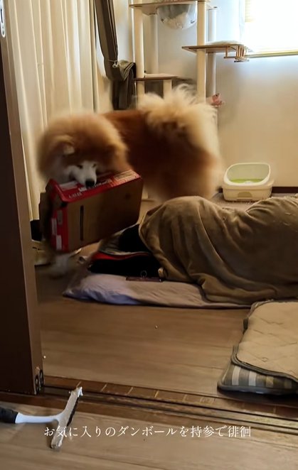 寝ている女性の周囲を段ボールをくわえたままうろつく秋田犬