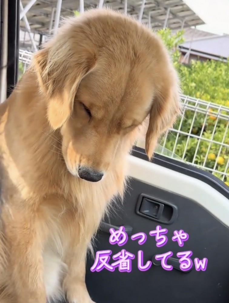 反省の表情を浮かべる犬