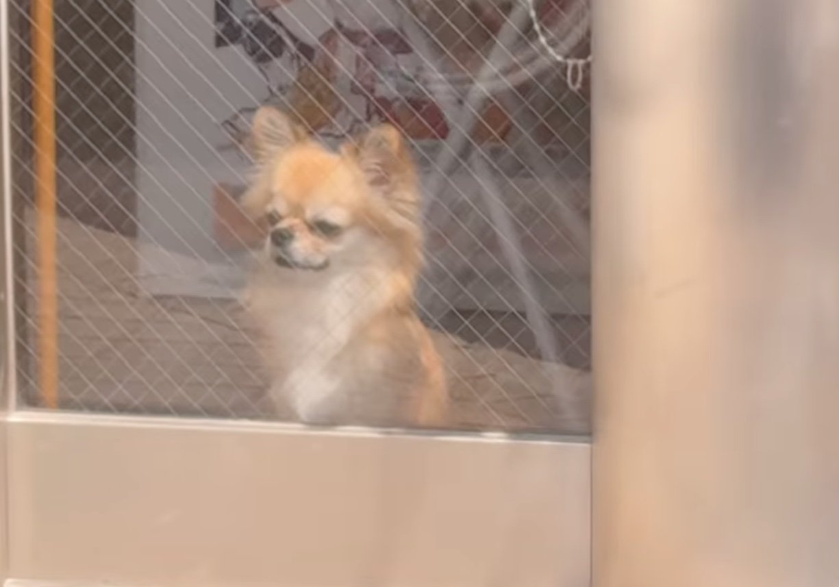 悲しそうな犬