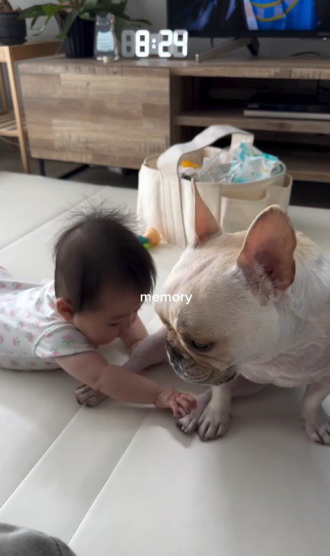 ぶうちゃんと赤ちゃん6