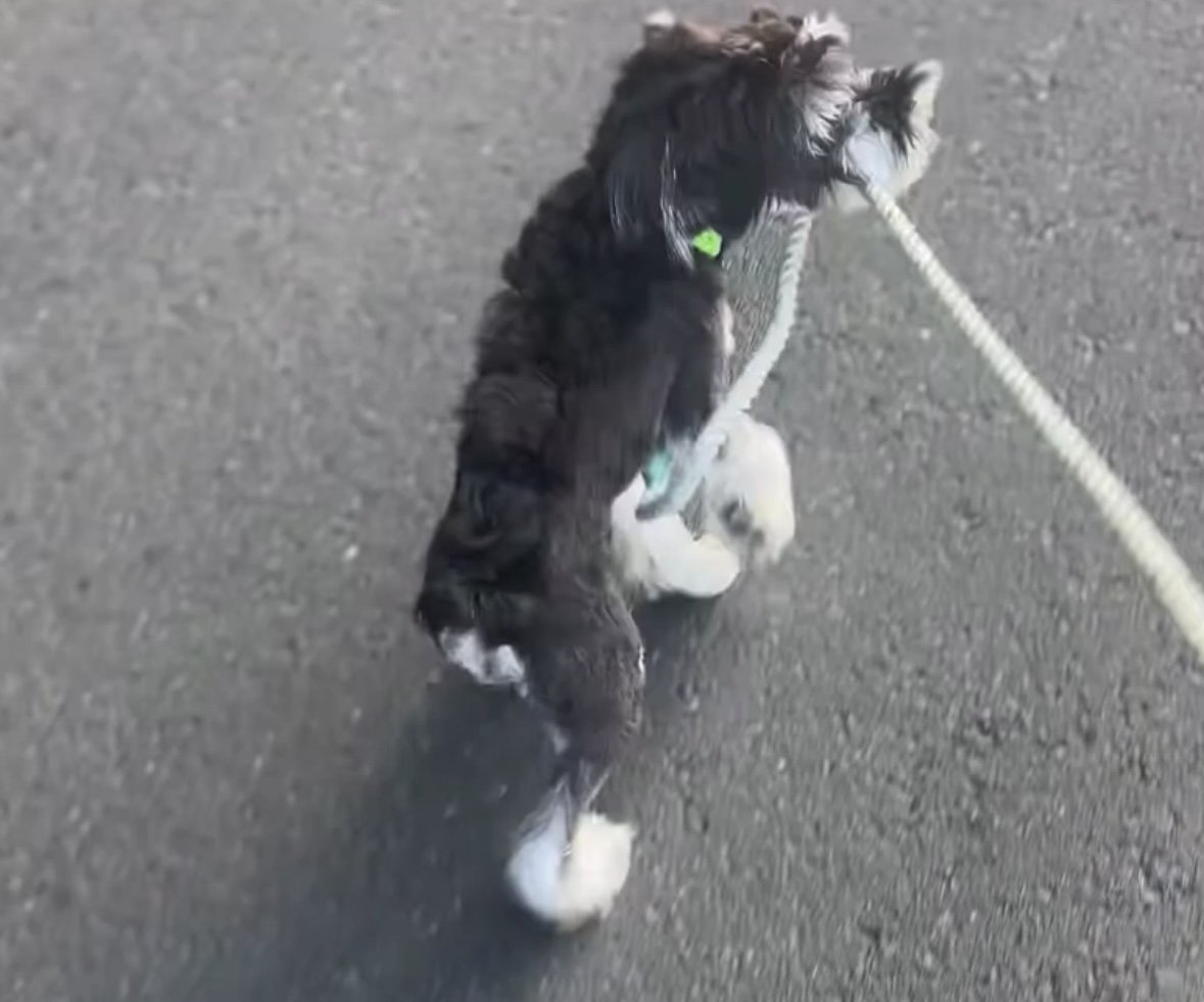 リードを噛む犬