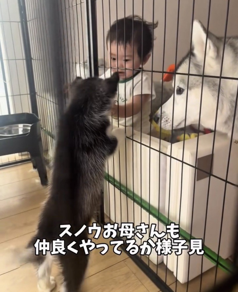 赤ちゃんを見上げる子犬
