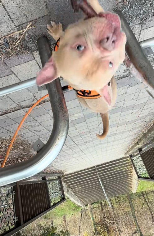 柵を超えられて喜ぶ小型犬