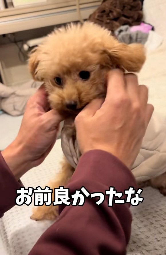 くぅちゃんをなでるパパ