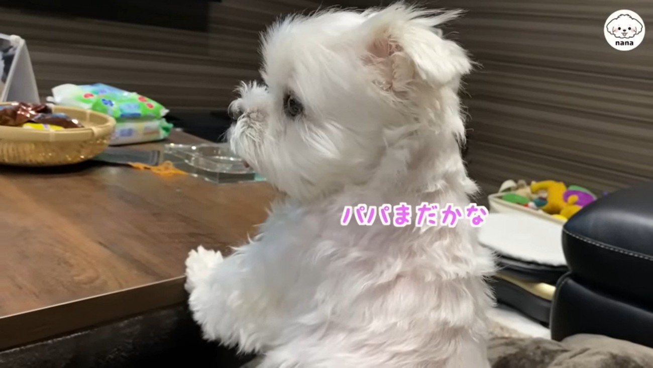 パパさんの帰りを待つナナくん7