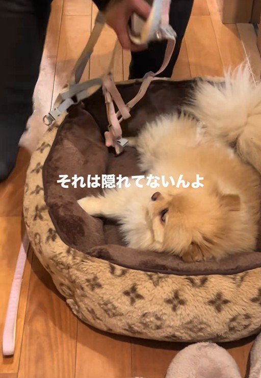 お散歩が嫌で隠れるワンコ7