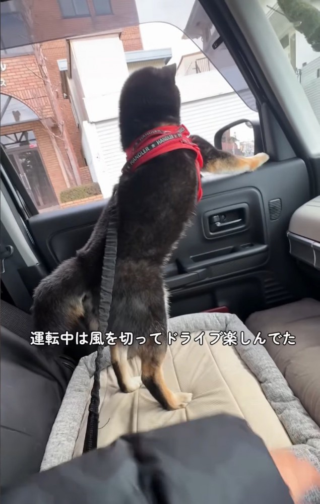 ドライブを楽しむ柴犬