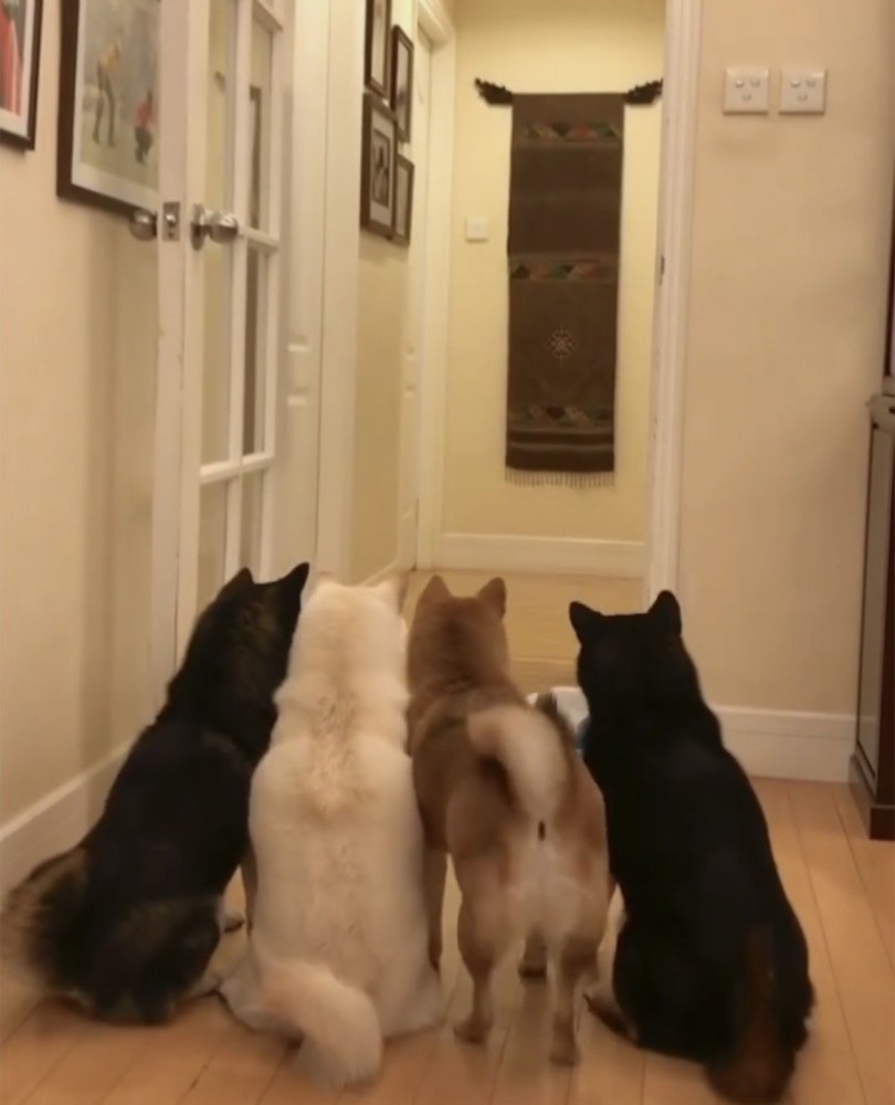 立ち上がって確認する犬