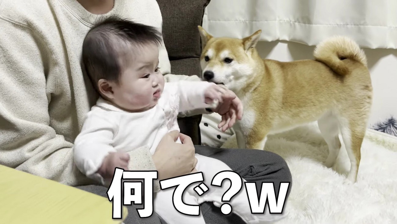 きなこちゃんが登場！