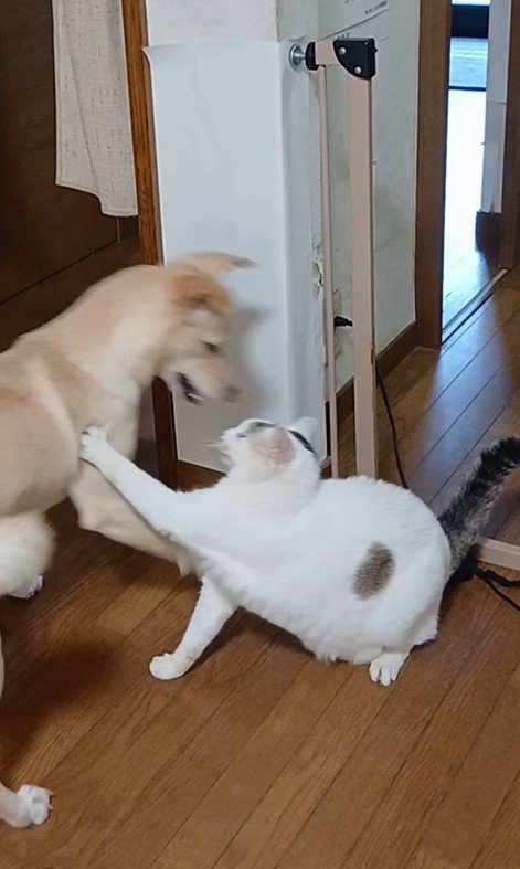 そらちゃんの変化6