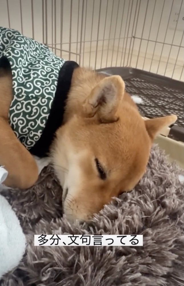 キャプテン、人間の子供みたい