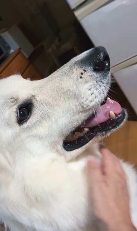 雷が鳴った時のリリーちゃん＆タンタンちゃん6