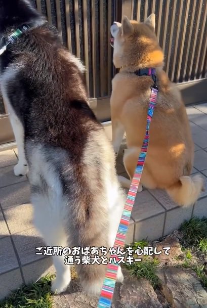 おもちくんとおこめくん