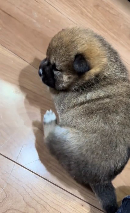 体が掻けない赤ちゃん犬