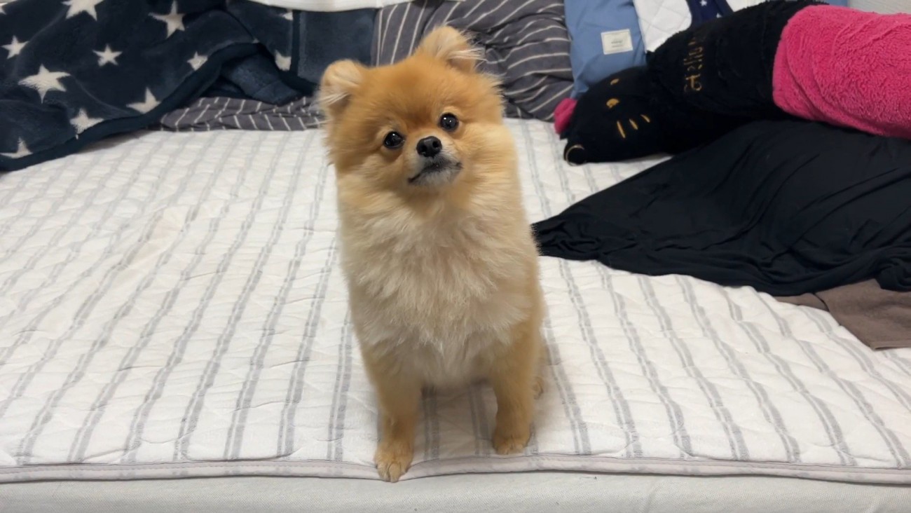 何かを訴えるむぎちゃん3