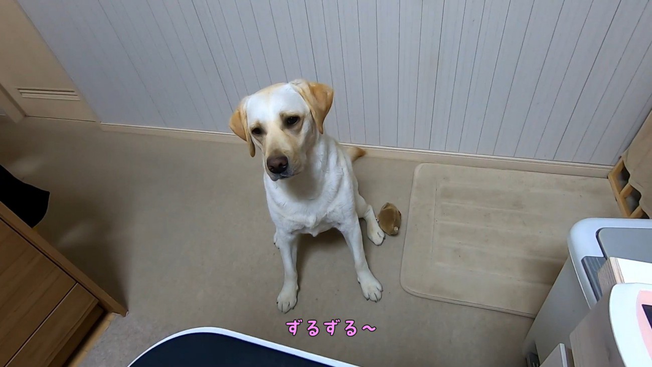 待ち切れないご様子