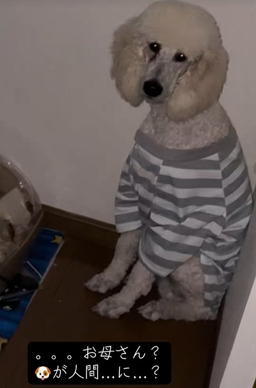 ボーダーのシャツを着て座る大型犬