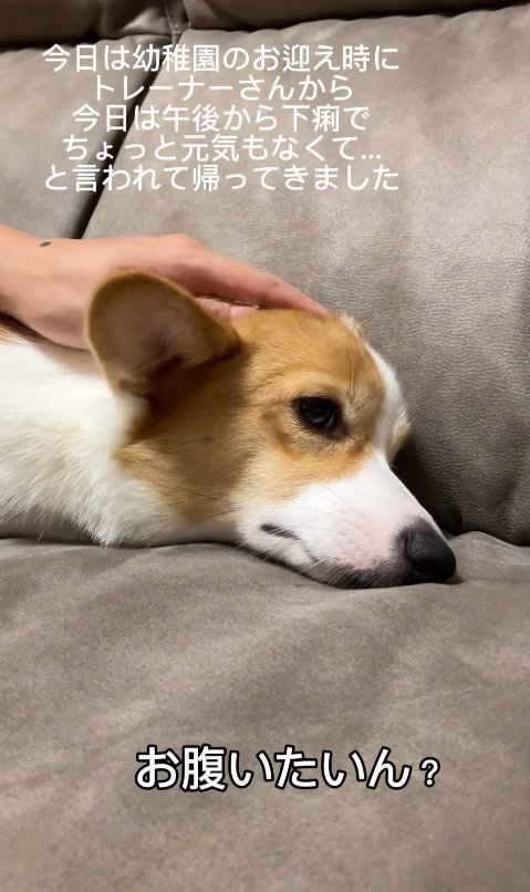 元気がないコーギー