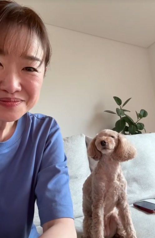 飼い主を見つめる小型犬