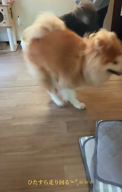家の中を走り回る秋田犬