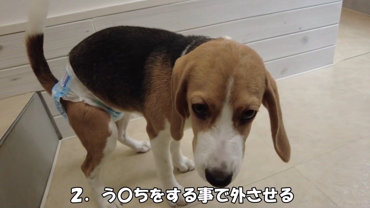 まさかのウンチをする作戦！