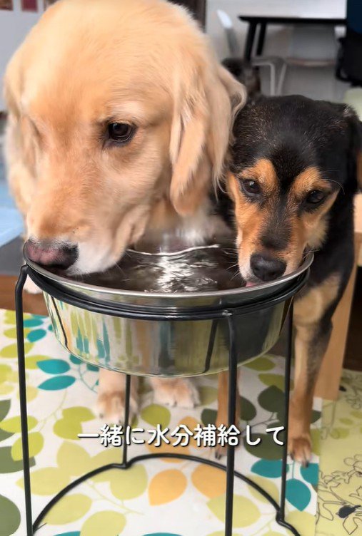 べる君とばむ君2