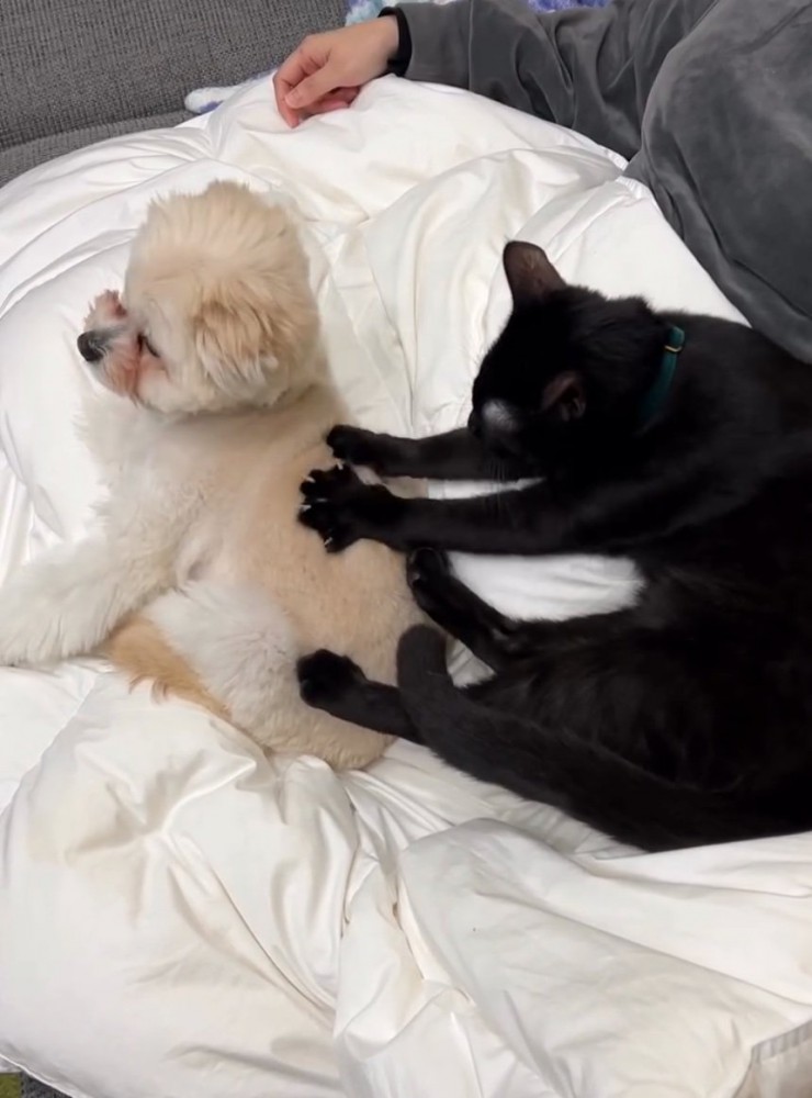 マッサージされる犬