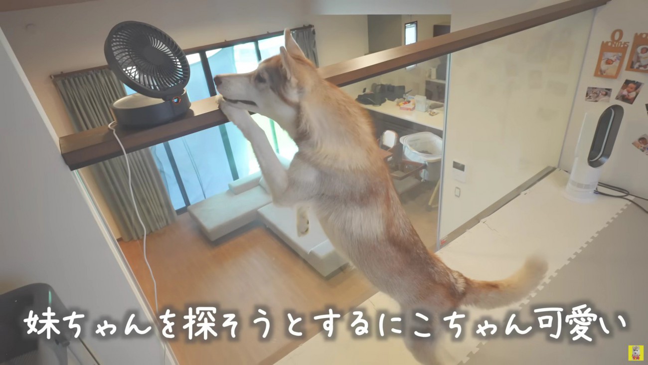 赤ちゃんを探すにこちゃん