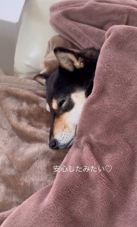 モカちゃんとママさんの再会⑩