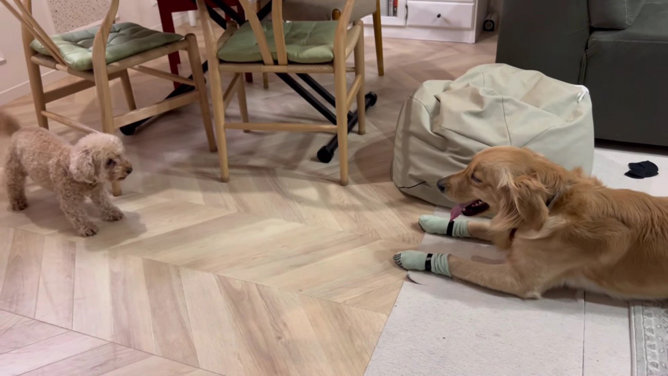 いちごちゃんに怒られた！