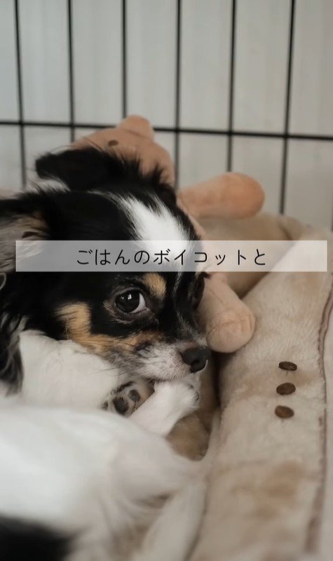 しずくちゃんの変化