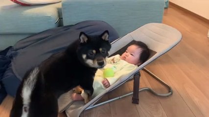 ママを見る柴犬さん