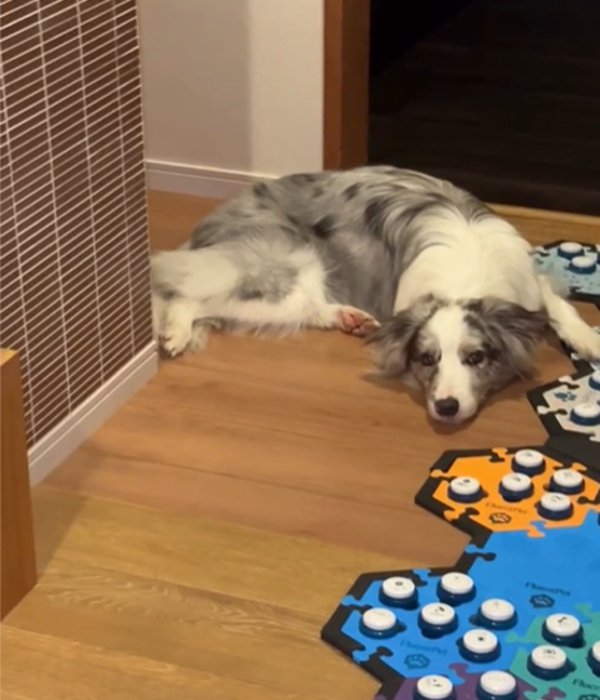 飼い主を見つめる犬2