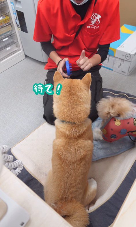 ブラッシング中のフクちゃん