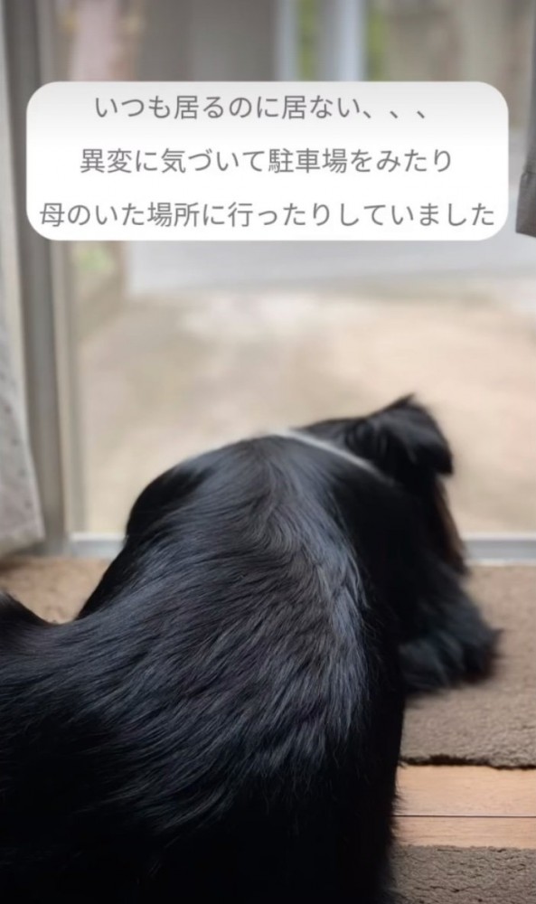 窓から外を眺める犬
