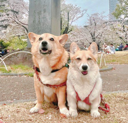 思わず笑ってしまった