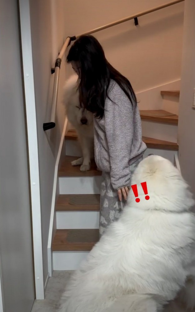 振り返る犬