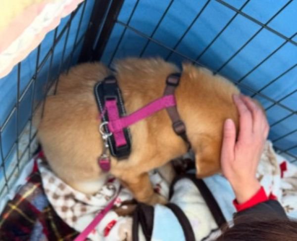 風ちゃんとの出会い2