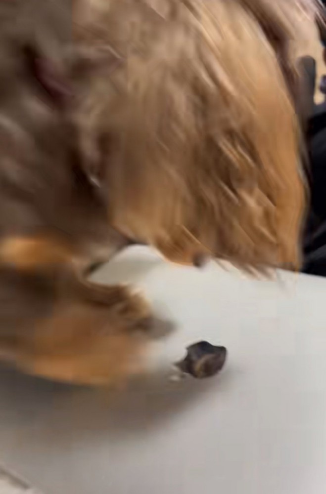 Appleマークを引っかく犬2