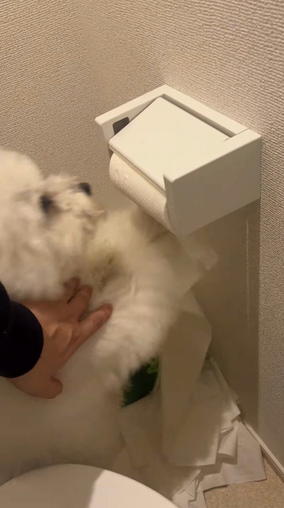 飼い主に肩に手を添えられる犬