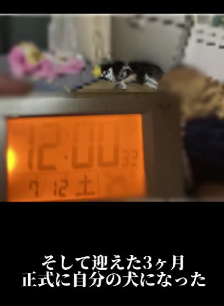 3ヶ月後、正式な家族に！！