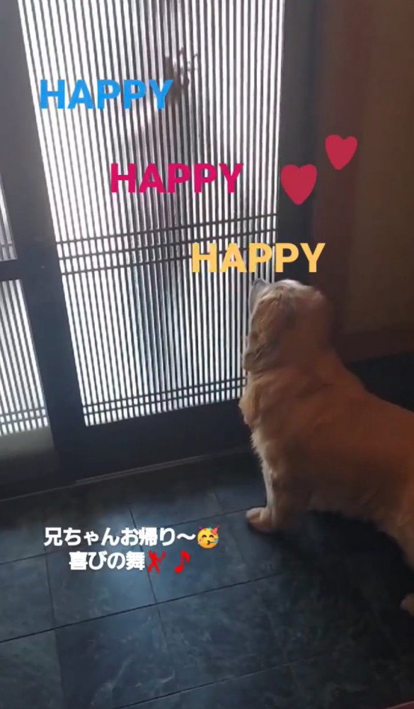 扉の前で待機する大型犬