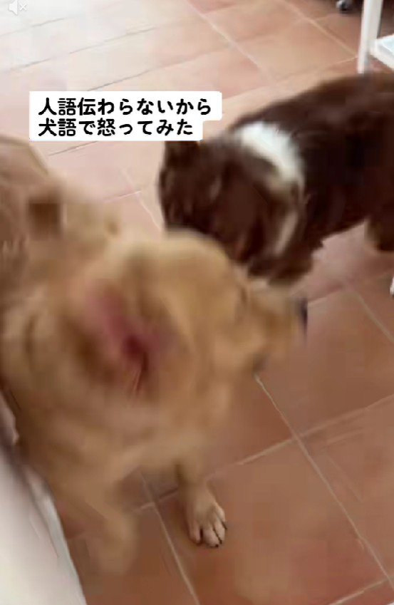 激しく争うわんこたち