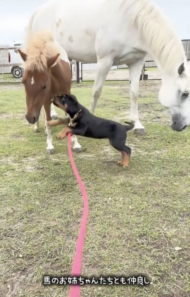 馬にじゃれつく犬